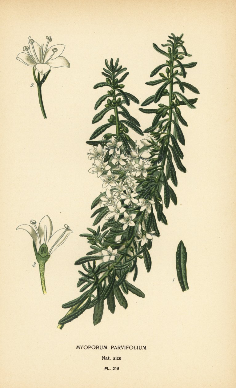 Krybende boobialla, Myoporum parvifolium. Kromolitografi fra en illustration af Desire Bois fra Edward Step
