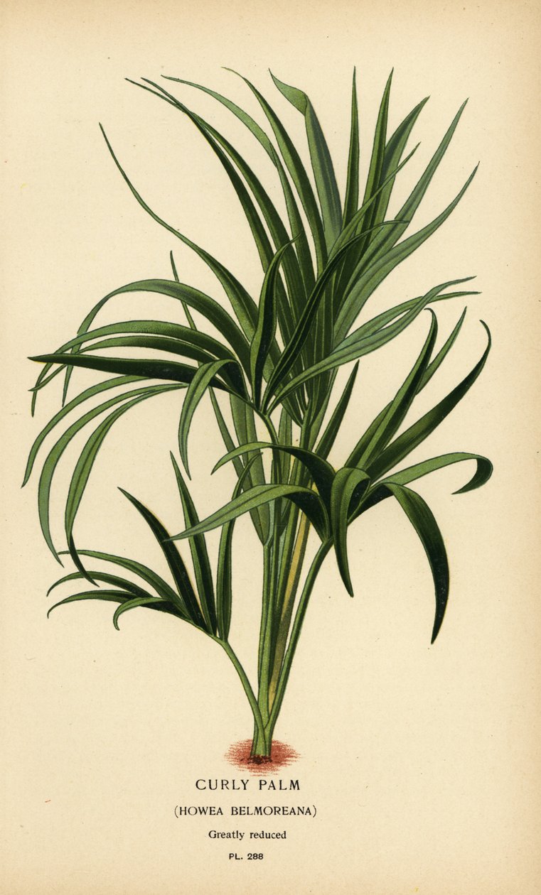 Krøllet håndflade, Howea belmoreana. Sårbar. Kromolitografi fra en illustration af Desire Bois fra Edward Step