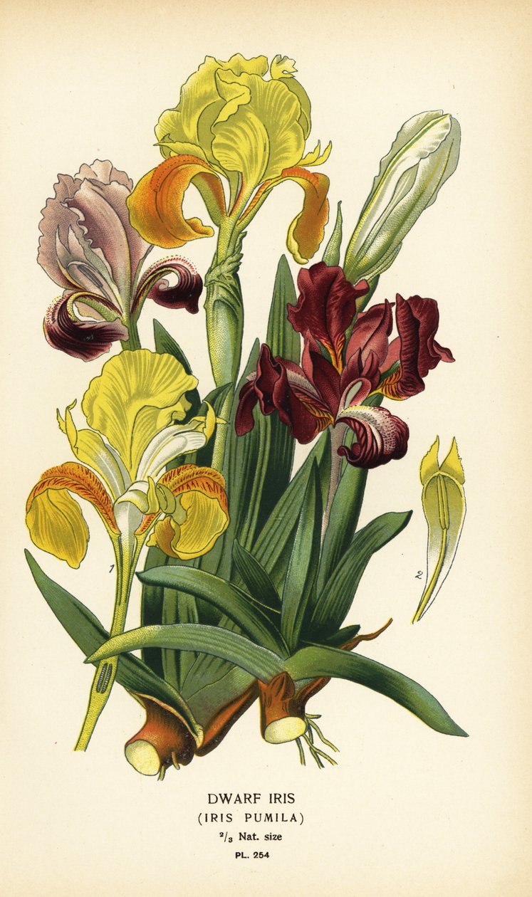 Dværg iris, Iris pumila. Kromolitografi fra en illustration af Desire Bois fra Edward Step