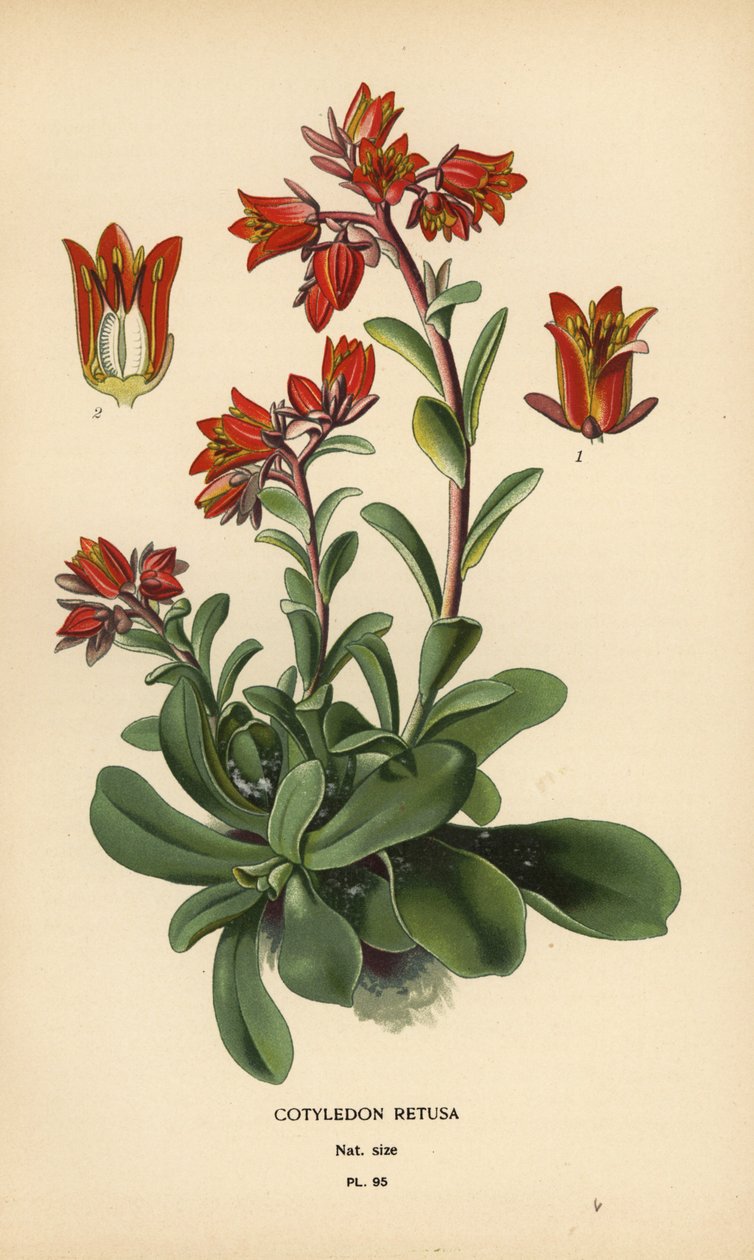 Lysende Echeveria. af Désiré Georges Jean Marie Bois