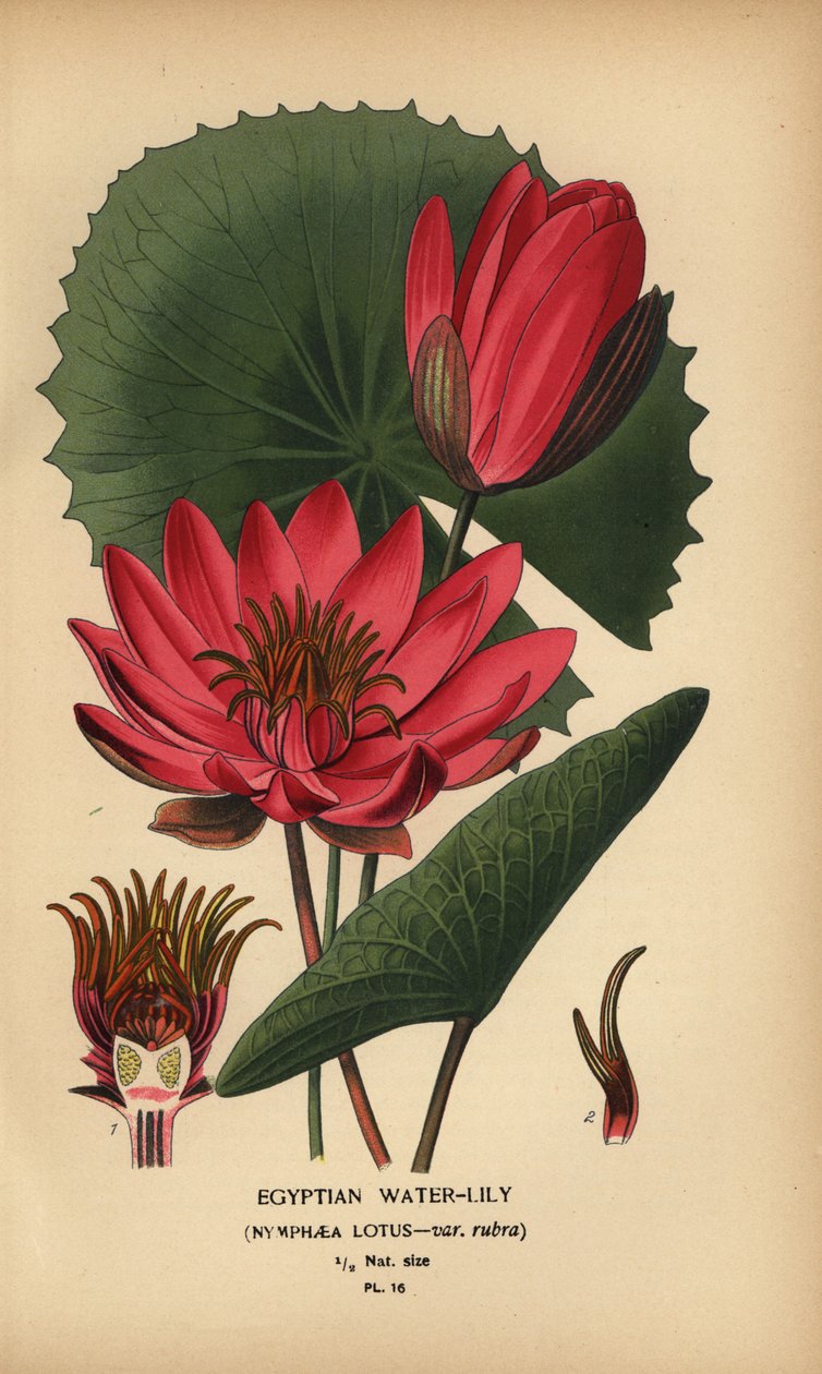 Ægyptisk åkande, Nymphaea lotus. af Désiré Georges Jean Marie Bois