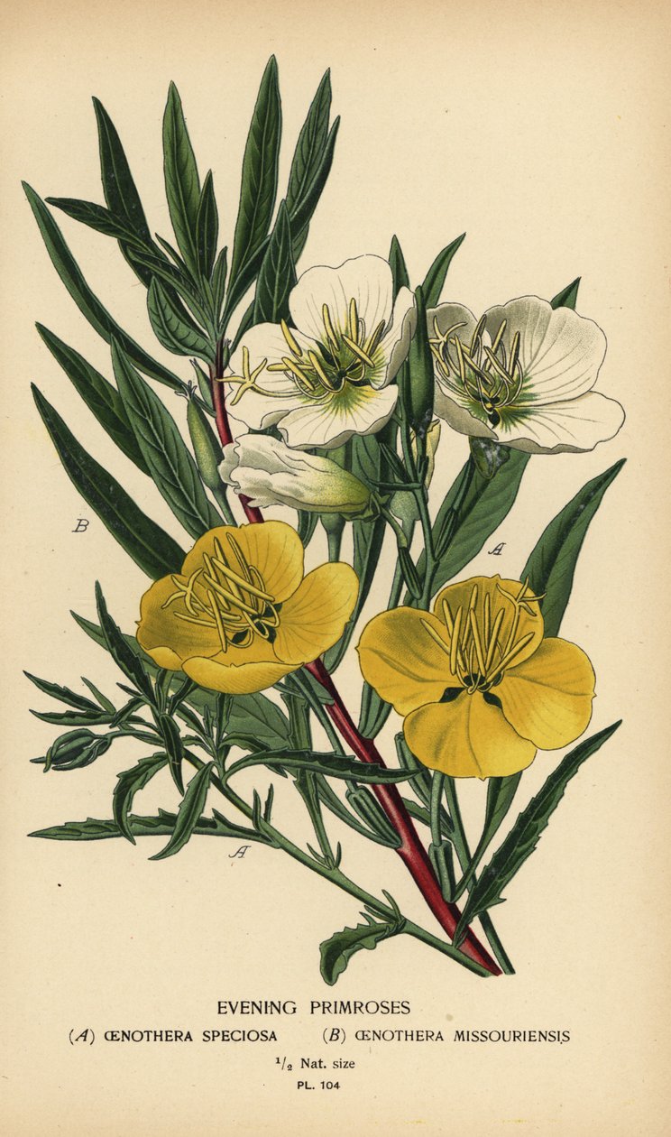 Aftenprimula. af Désiré Georges Jean Marie Bois