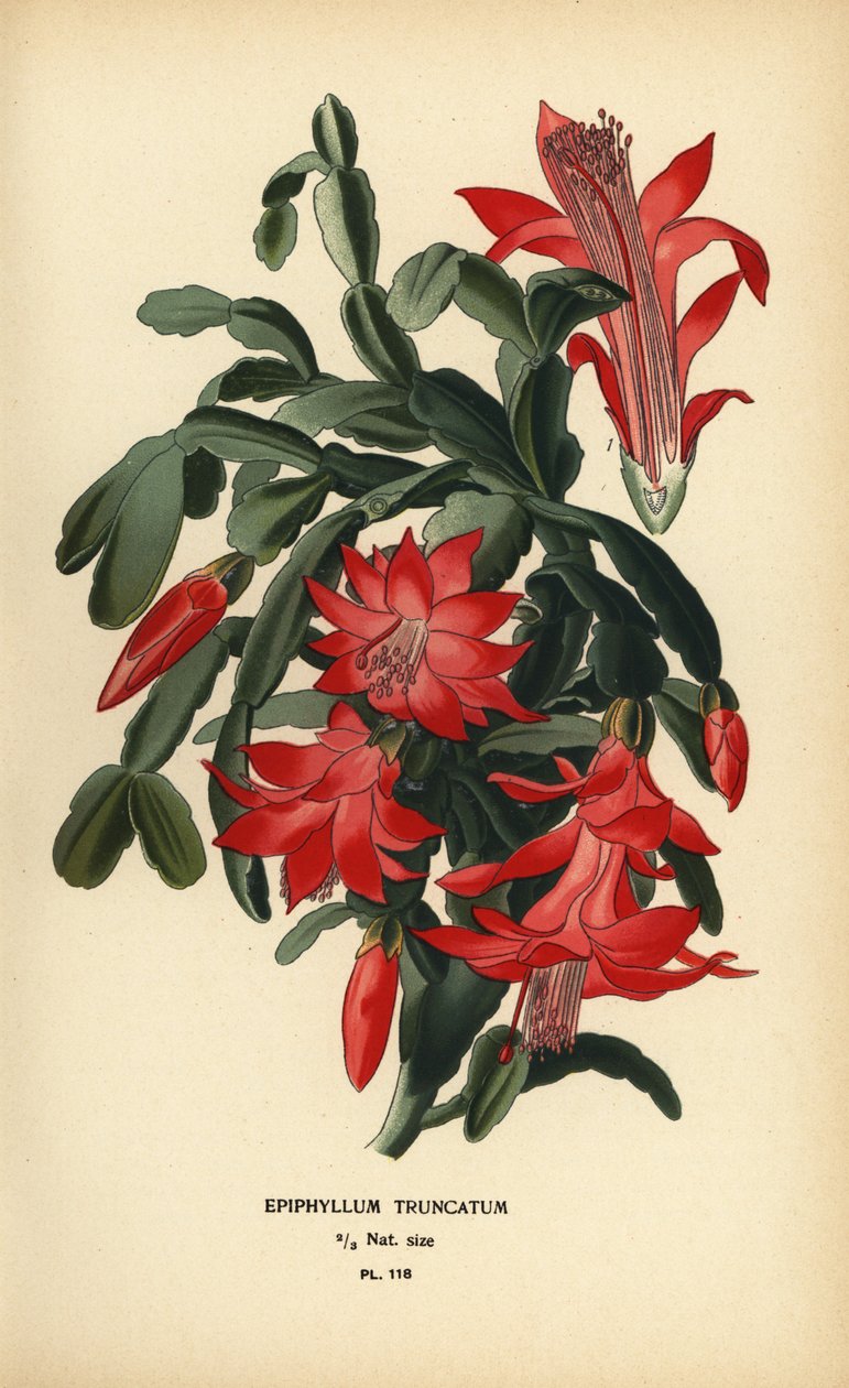 Falsk julekaktus, Schlumbergera truncata. af Désiré Georges Jean Marie Bois