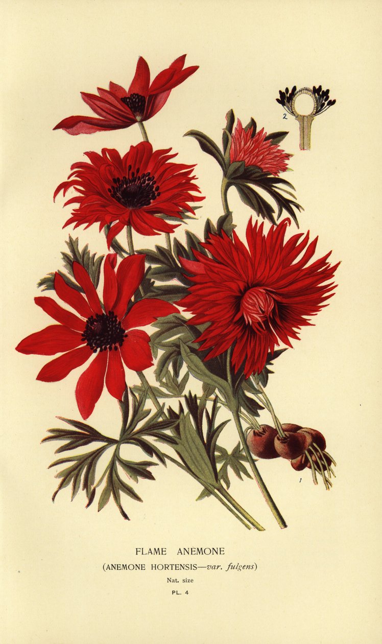 Flammeanemone, Anemone hortensis. af Désiré Georges Jean Marie Bois