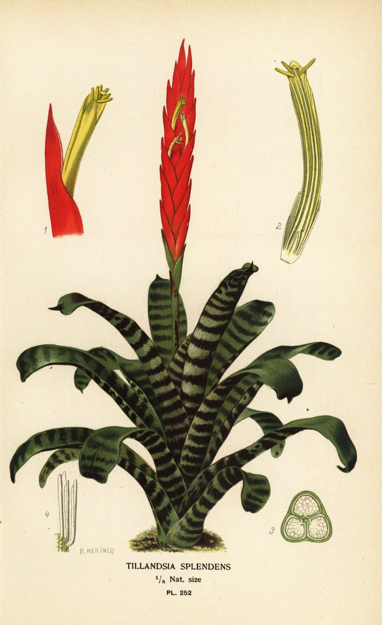 Flammende sværd, Vriesea splendens (Tillandsia splendens). Kromolitografi fra en illustration af B. Herincq fra Edward Step