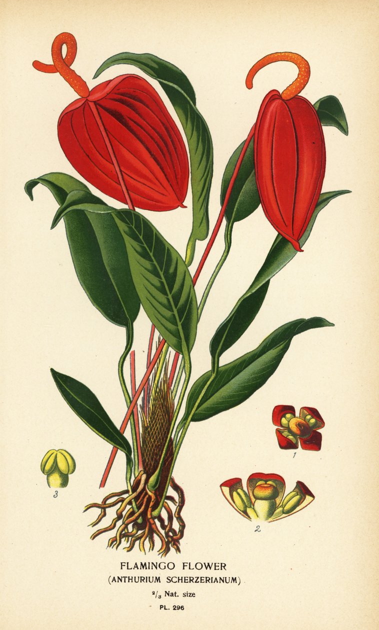 Flamingoblomst, Anthurium scherzerianum. Kromolitografi fra en illustration af Desire Bois fra Edward Step