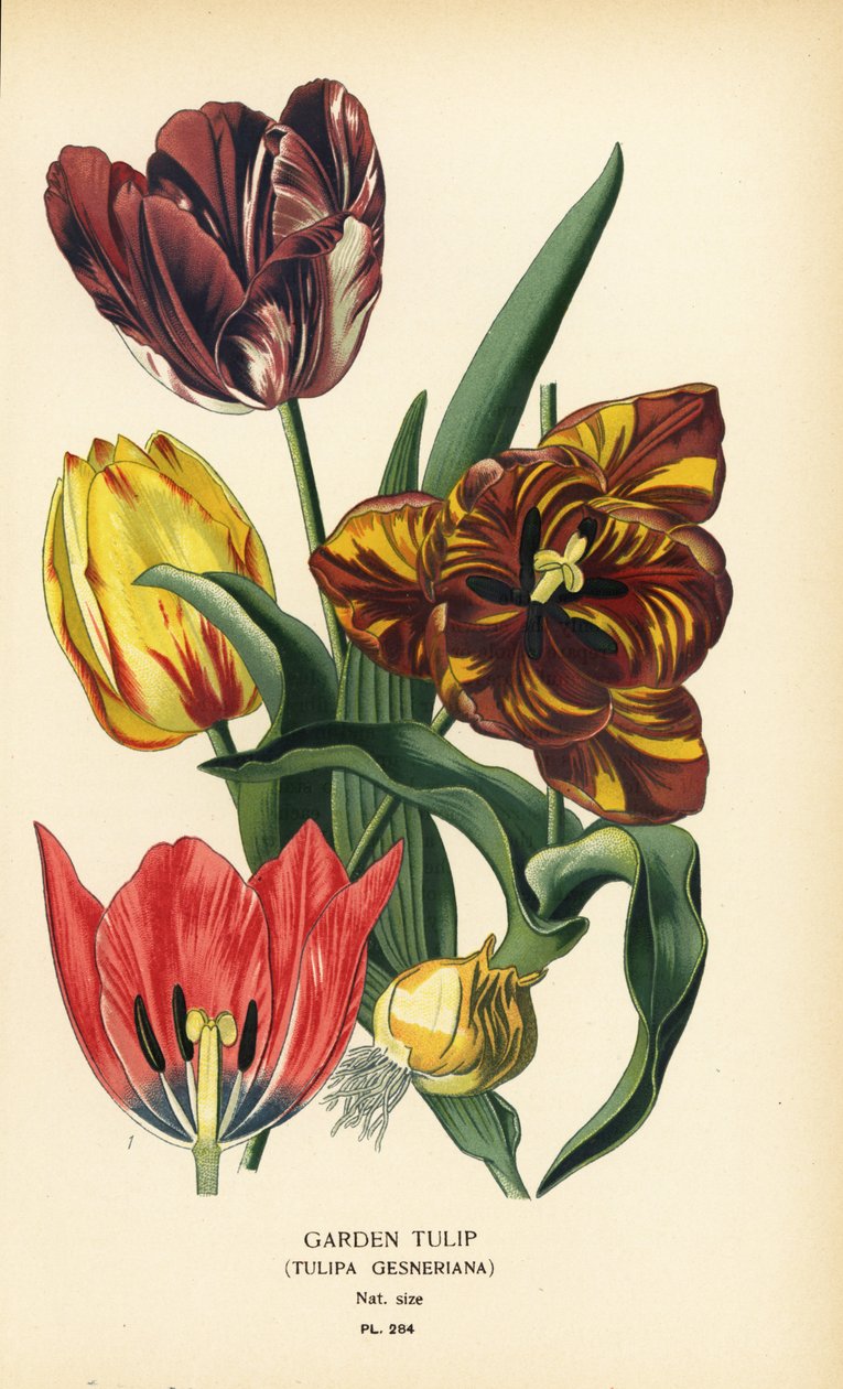Havetulipan, Tulipa gesneriana. Kromolitografi fra en illustration af Desire Bois fra Edward Step