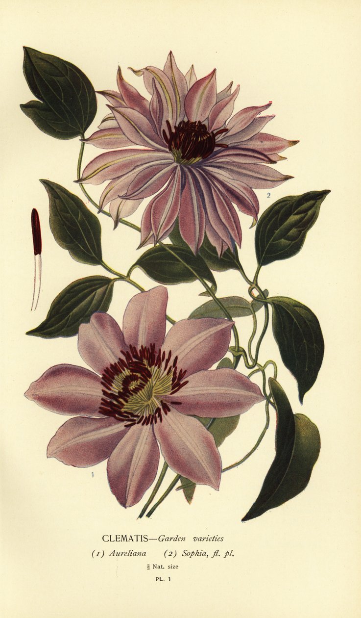 Havevarianter af klematis. af Désiré Georges Jean Marie Bois