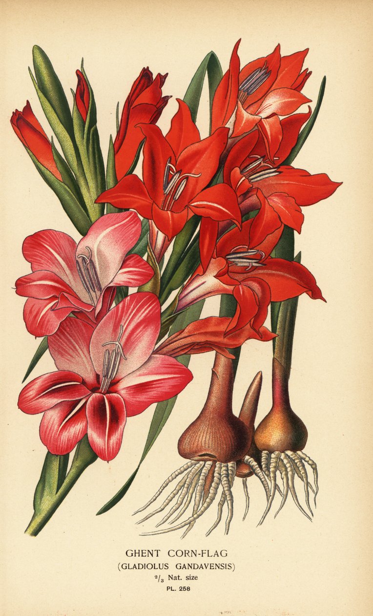 Gent cornflag, Gladiolus x gandavensis. Kromolitografi fra en illustration af Desire Bois fra Edward Step