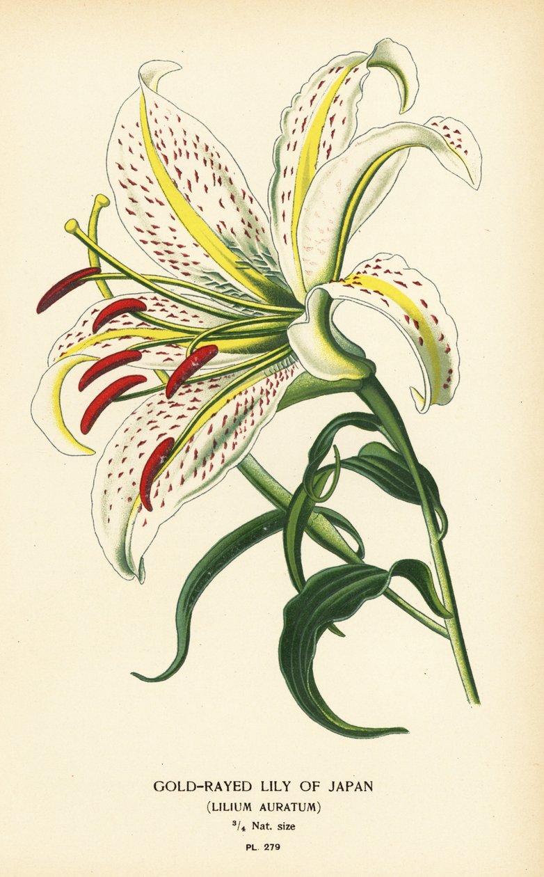 Guldstrålende lilje af Japan eller yamayuri, Lilium auratum. Kromolitografi fra en illustration af Desire Bois fra Edward Step