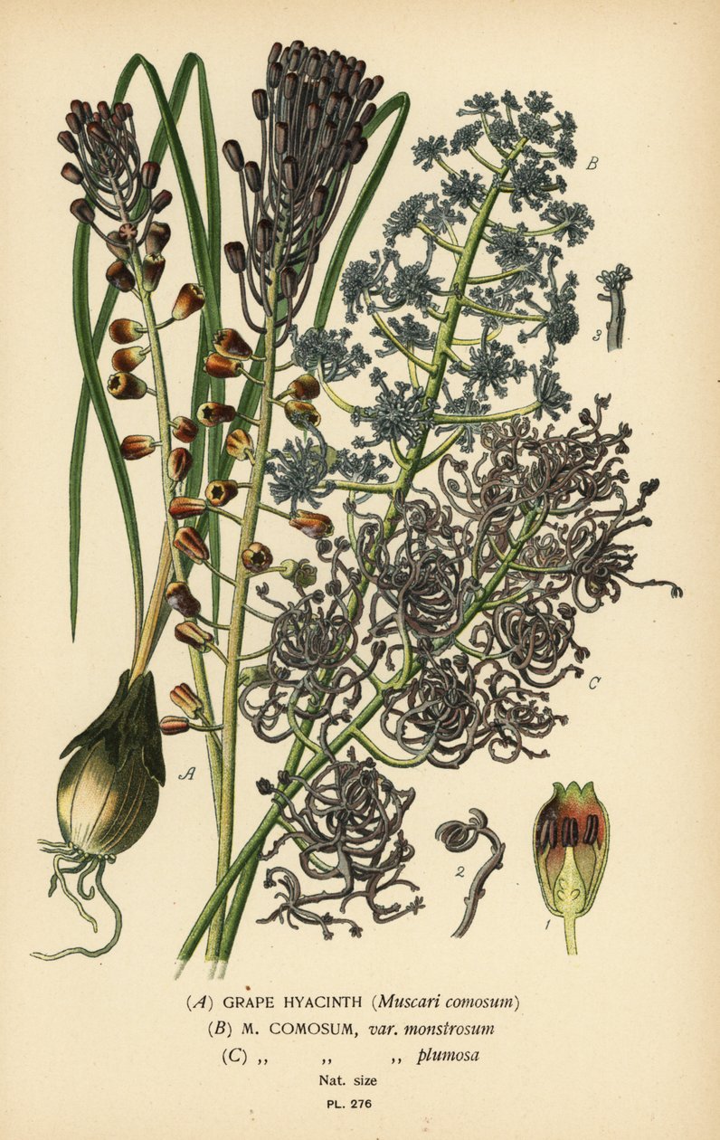 Druehyacint, Leopoldia comosa (Muscari comosum, var. monstrosum, var. plumosa). Kromolitografi fra en illustration af Desire Bois fra Edward Step