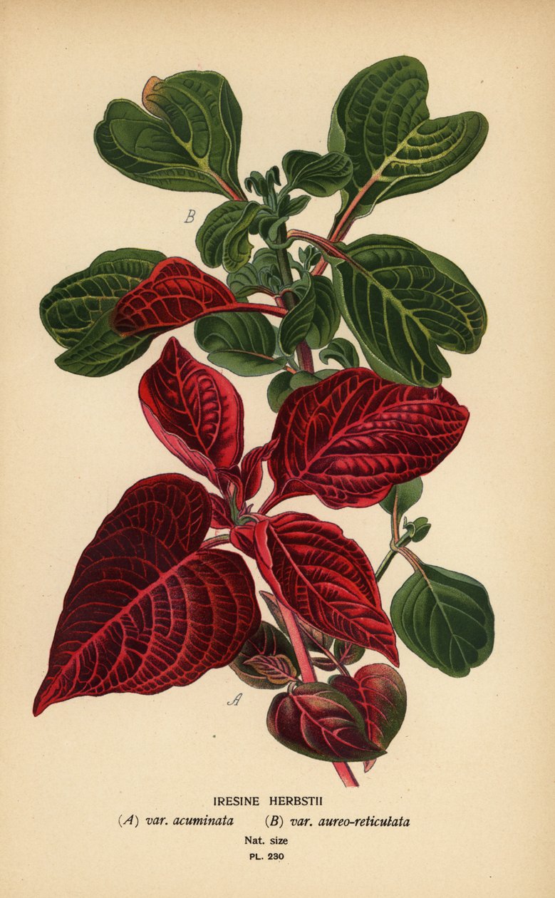 Herbsts blodbladssorter, Iresine herbstii a) var. acuminata, b) var. aureo-reticulata. Kromolitografi fra en illustration af Desire Bois fra Edward Step