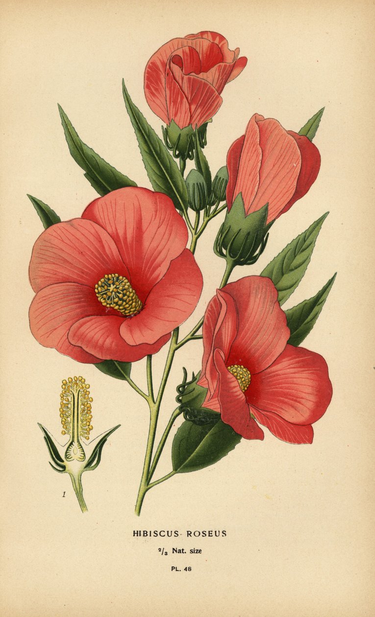 Hibiscus roseus. af Désiré Georges Jean Marie Bois