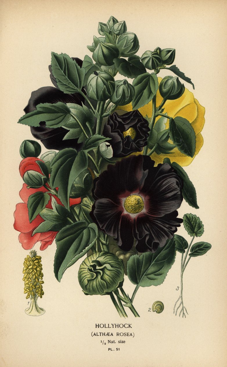 Stokrose, Alcea rosea. af Désiré Georges Jean Marie Bois
