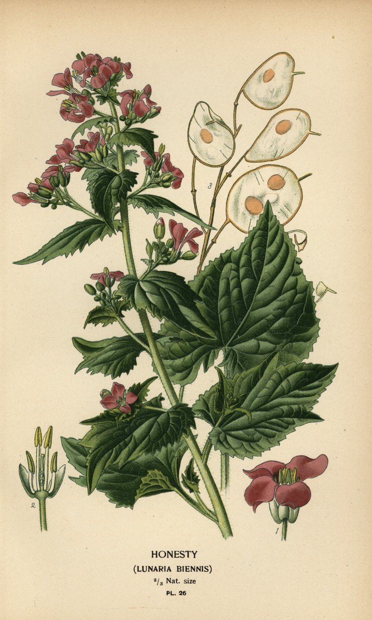 Ærlighed, Lunaria annua. af Désiré Georges Jean Marie Bois