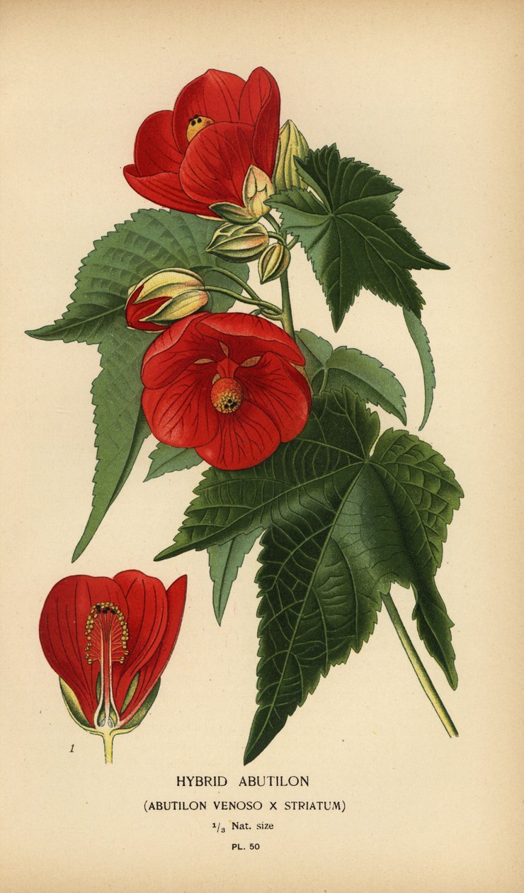 Hybrid abutilon, Abutilon pictum. af Désiré Georges Jean Marie Bois