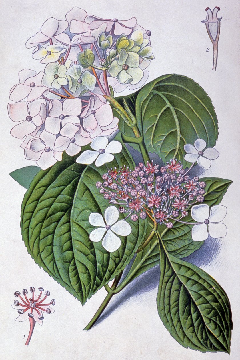 Hortensia, 1900-luvun alku (kuva) af Désiré Georges Jean Marie Bois