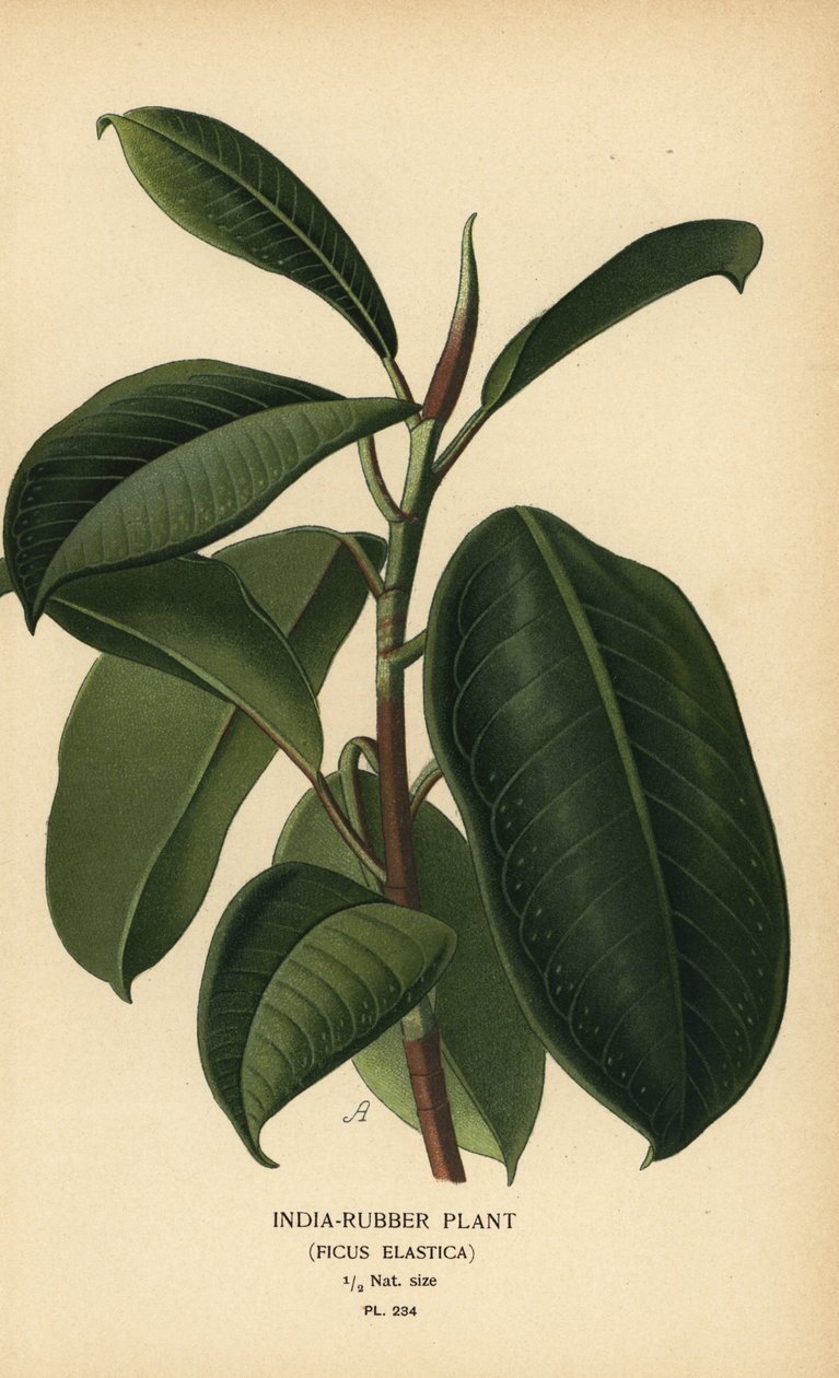 Indien-gummi plante, Ficus elastica. Kromolitografi fra en illustration af Desire Bois fra Edward Step