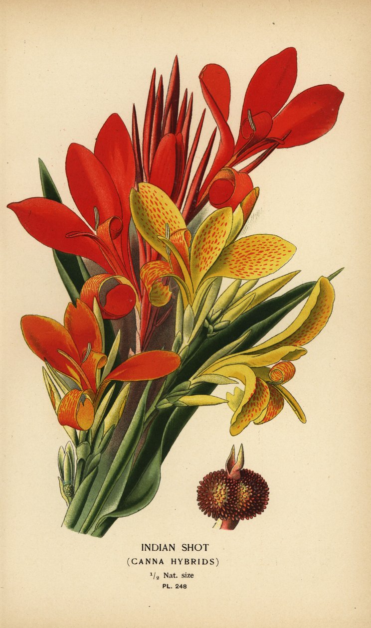 Indisk skud, Canna indica hybrider. Kromolitografi fra en illustration af Desire Bois fra Edward Step
