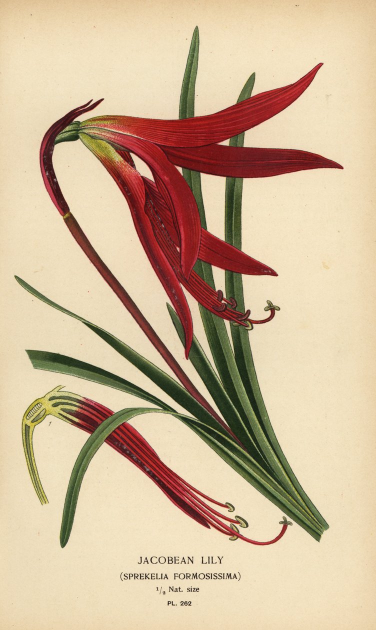 Jakobslilje, Sprekelia formosissima. Kromolitografi fra en illustration af Desire Bois fra Edward Step