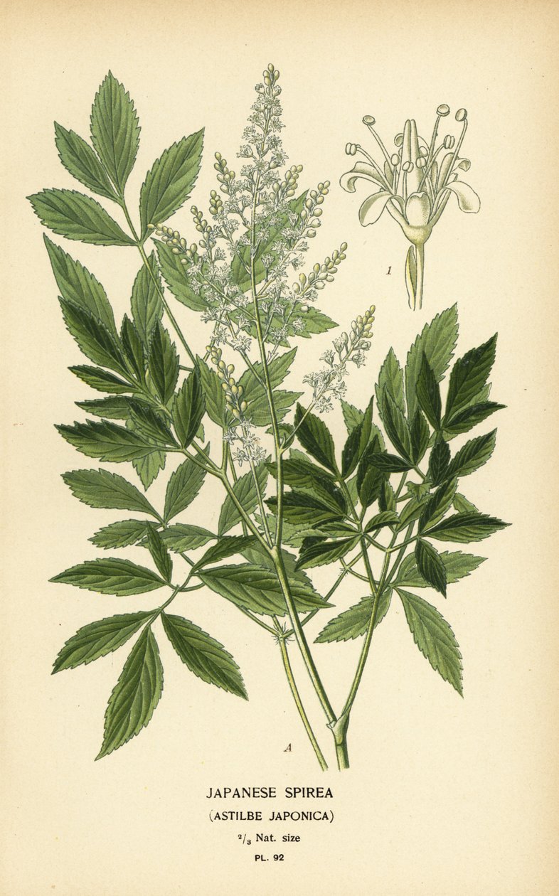 Japansk spirea, Astilbe japonica. af Désiré Georges Jean Marie Bois