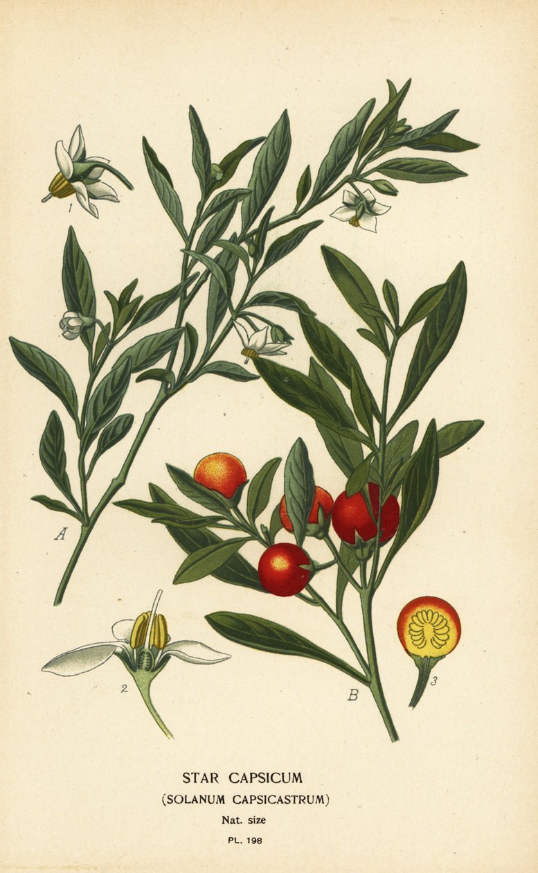 Jerusalem kirsebær, Solanum pseudocapsicum var. diflores af Désiré Georges Jean Marie Bois