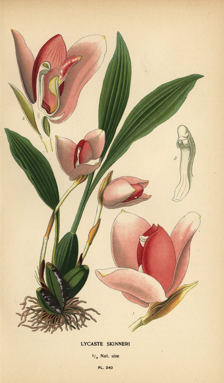 Lycaste virginalis orkidé (Lycaste skinneri). Kromolitografi fra en illustration af Desire Bois fra Edward Step
