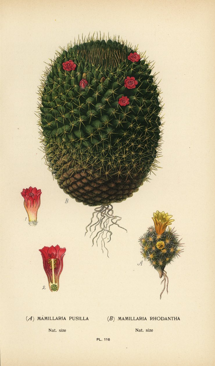 Mammillaria prolifera og Mammillaria rhodantha. af Désiré Georges Jean Marie Bois