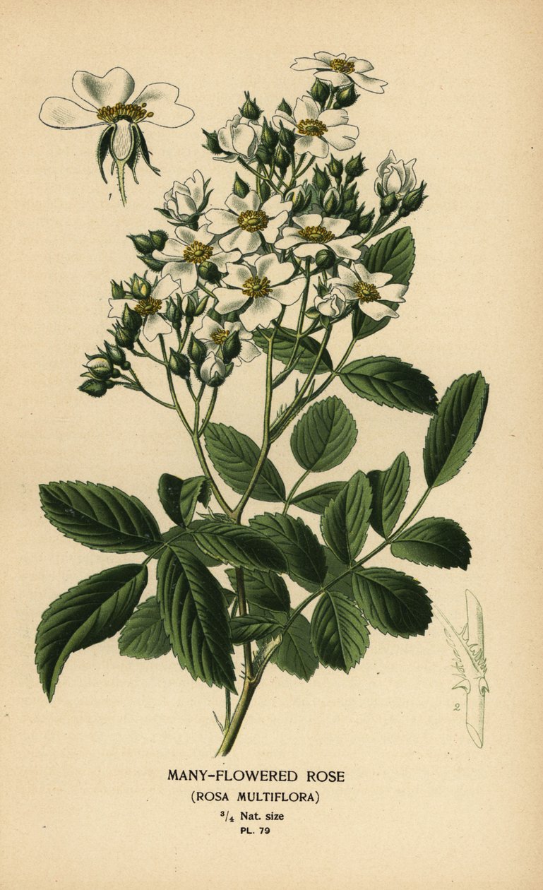 Mangeblomstret rose, Rosa multiflora. af Désiré Georges Jean Marie Bois
