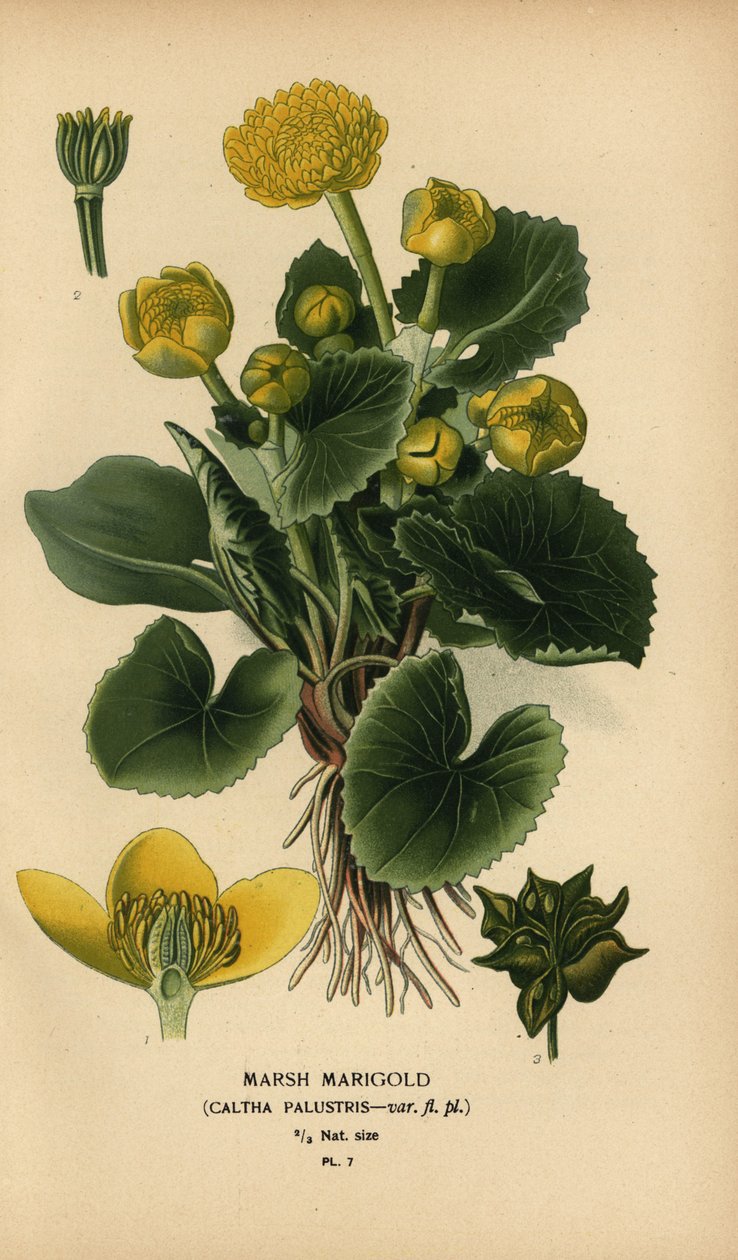 Marsk morgenfrue, Caltha palustris. af Désiré Georges Jean Marie Bois