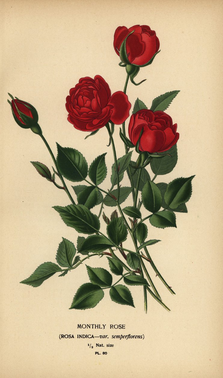 Månedsrose, Rosa chinensis var. semperflorens. af Désiré Georges Jean Marie Bois