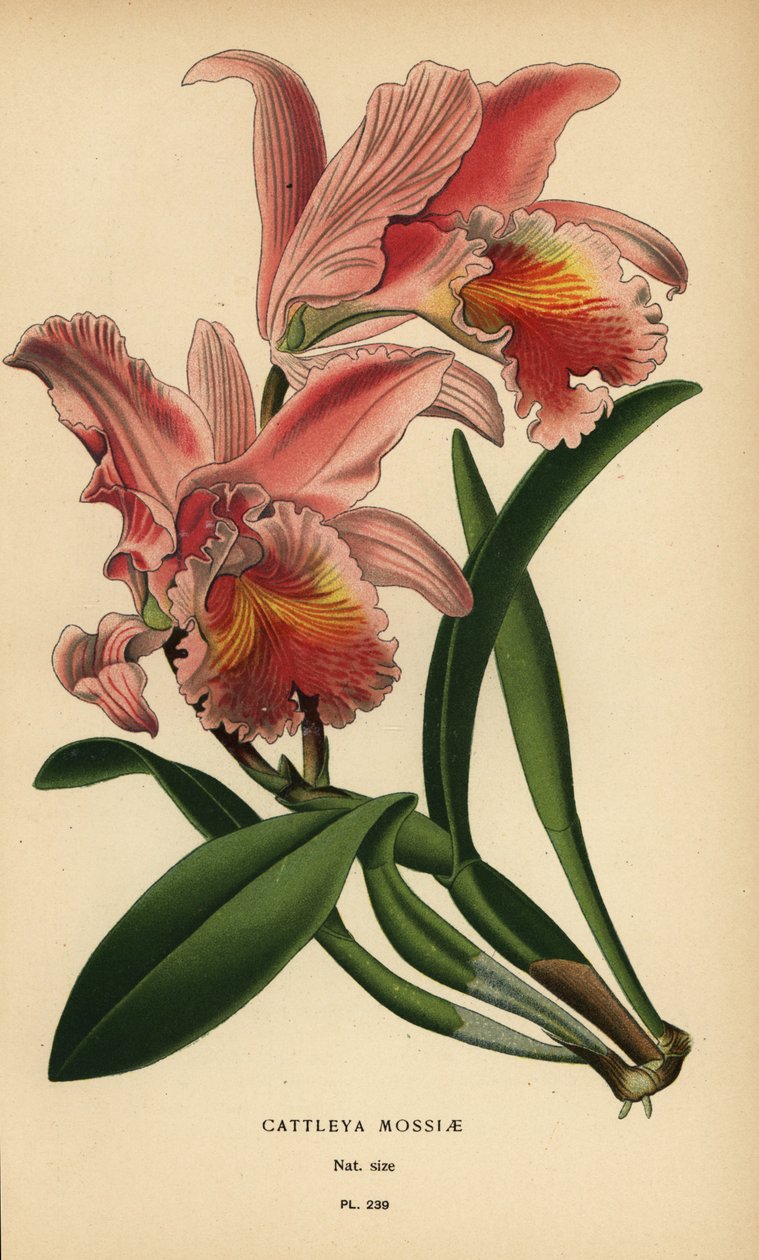 Moss Cattleya orkidé eller påskeorkidé, Cattleya mossiae. Kromolitografi fra en illustration af Desire Bois fra Edward Step