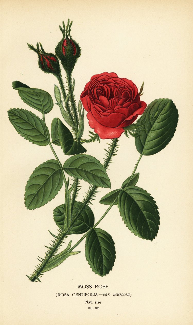 Moserose, Rosa centifolia var. muskose af Désiré Georges Jean Marie Bois