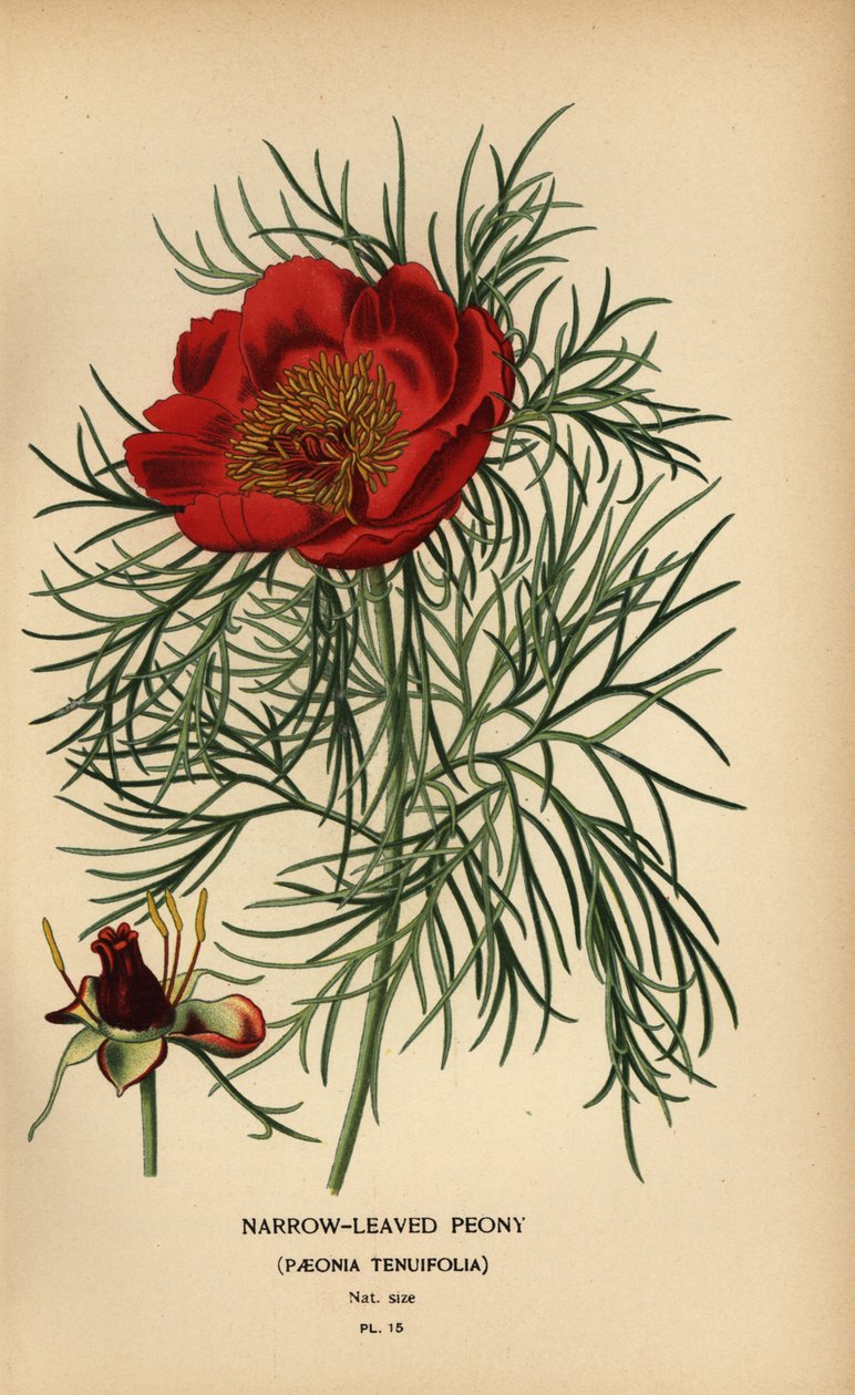 Smalbladet pæon, Paeonia tenuifolia, af Désiré Georges Jean Marie Bois