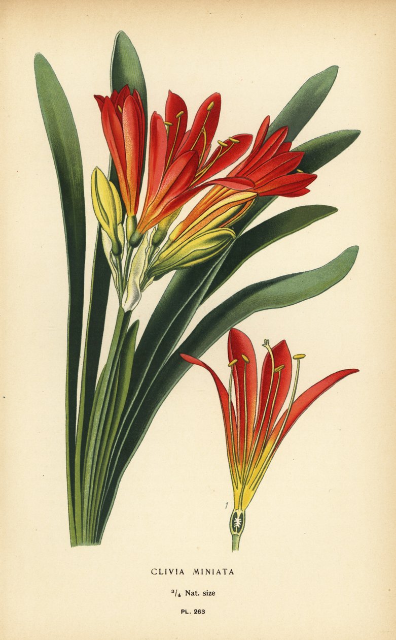 Natalilje eller busklilje, Clivia miniata. Kromolitografi fra en illustration af Desire Bois fra Edward Step