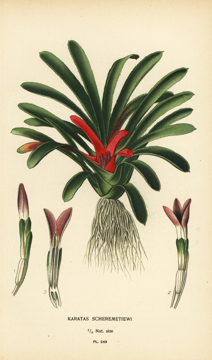Nidularium scheremetiewii (Karatas scheremetiewi). Kromolitografi fra en illustration af Desire Bois fra Edward Step