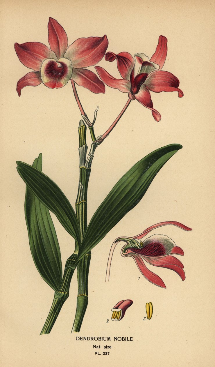 Ædel dendrobium orkidé, Dendrobium nobile. Kromolitografi fra en illustration af Desire Bois fra Edward Step