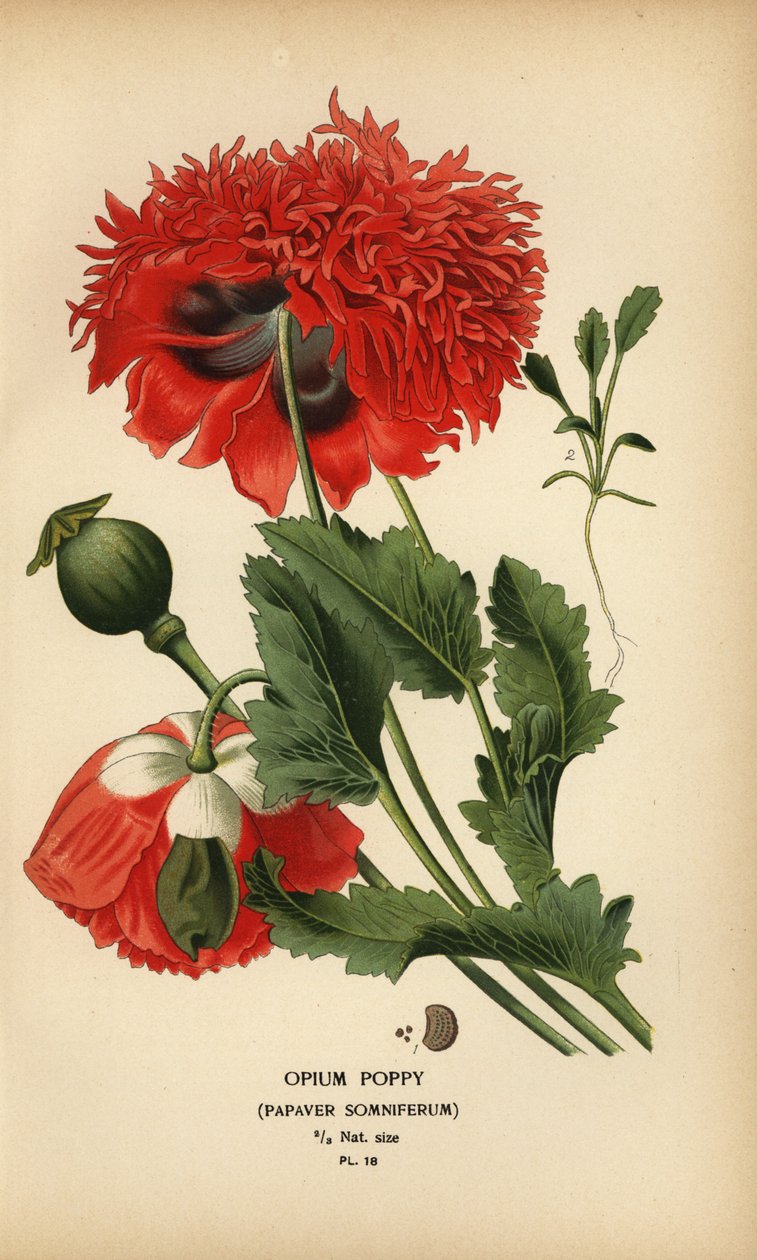 Opiumsvalmue, søvnig valmue. af Désiré Georges Jean Marie Bois