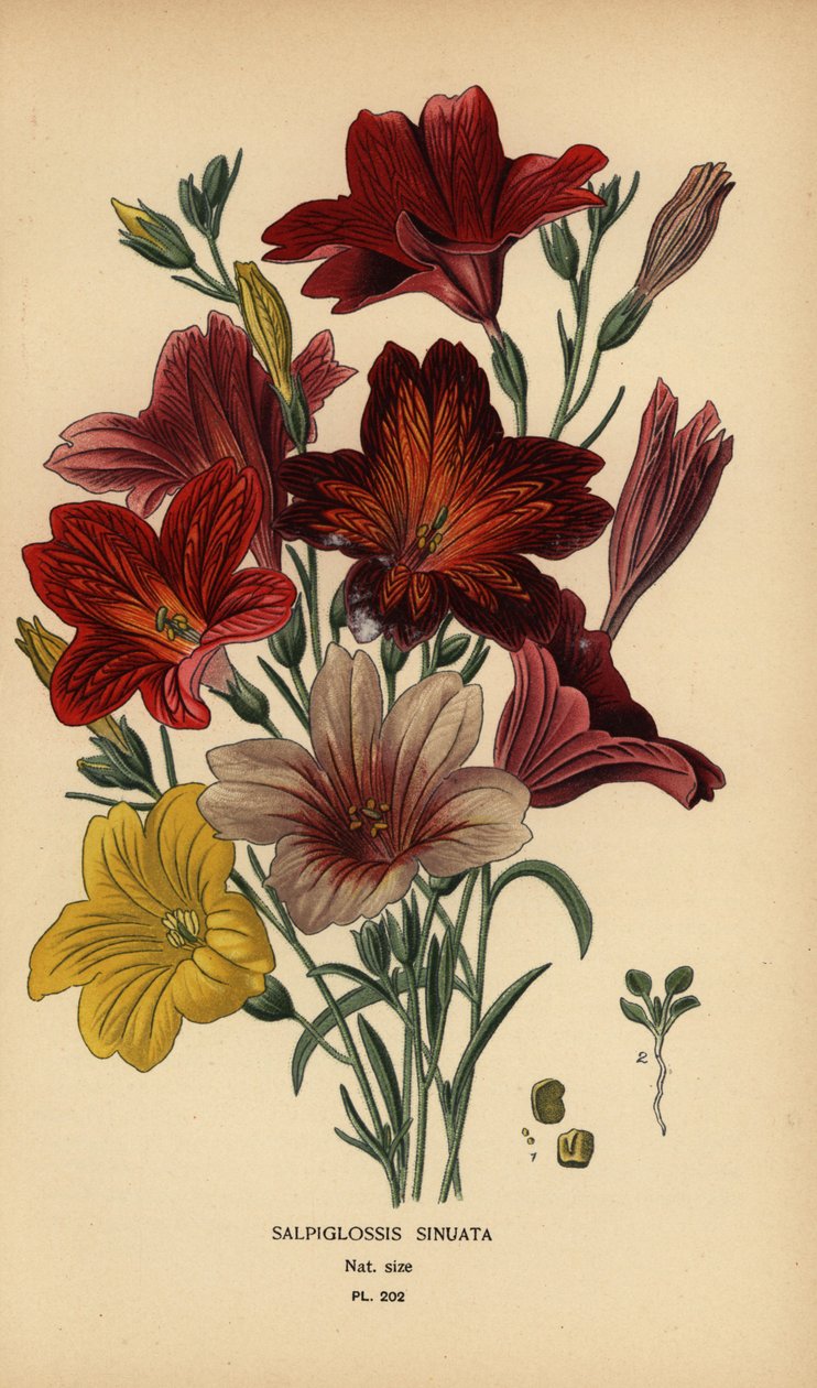 Malet tunge eller fløjlstrompetblomst, Salpiglossis sinuata. af Désiré Georges Jean Marie Bois