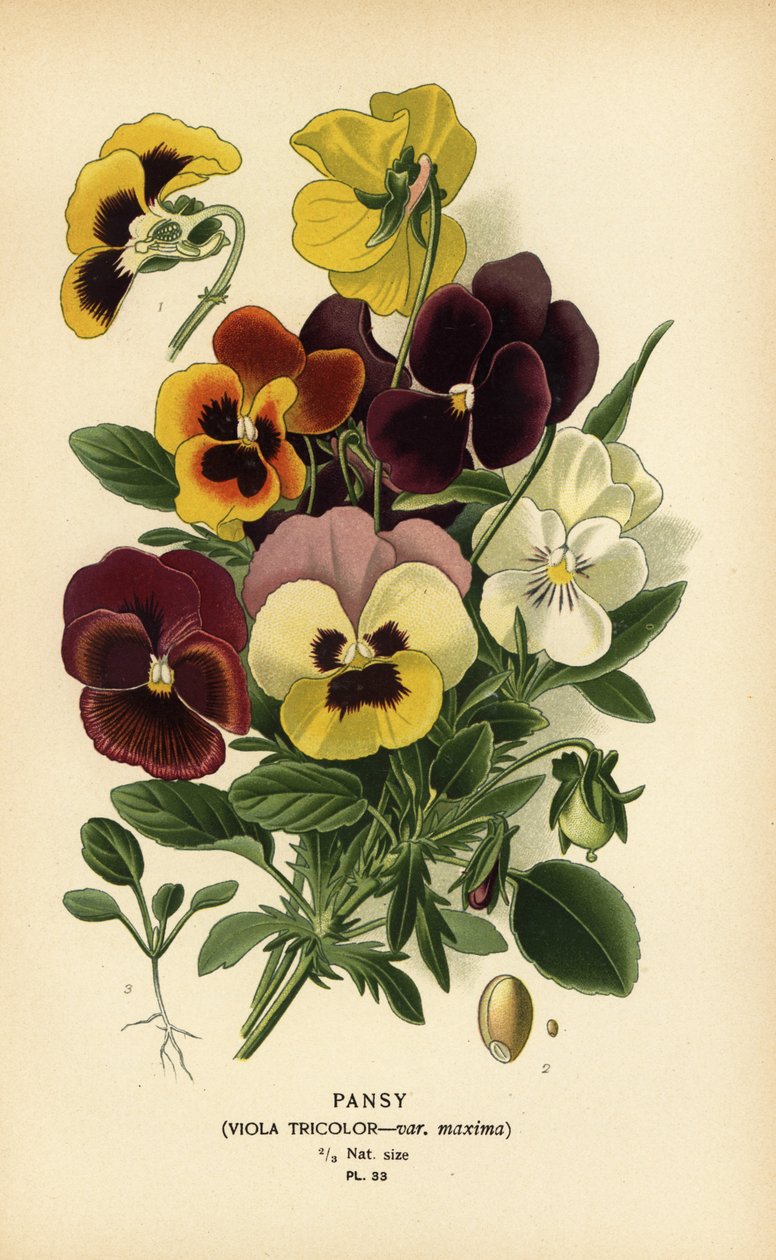 Stedmoderblomst, Viola tricolor. af Désiré Georges Jean Marie Bois