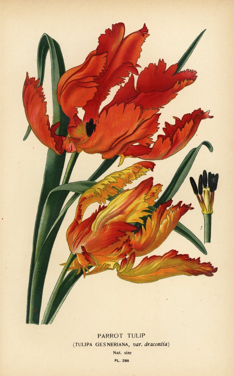 Papegøje tulipan, Tulipa gesneriana var. dracontia. Kromolitografi fra en illustration af Desire Bois fra Edward Step