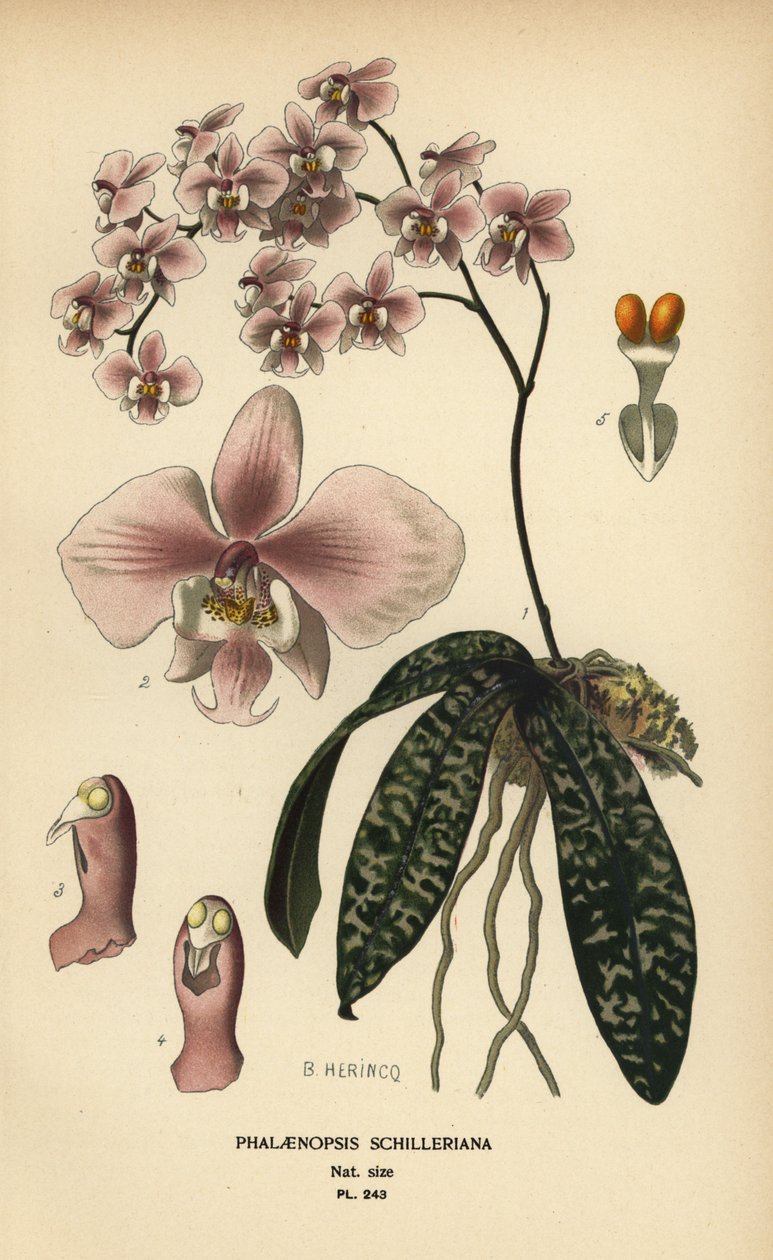 Phalaenopsis schilleriana orkidé. Kromolitografi fra en illustration af B. Herincq fra Edward Step