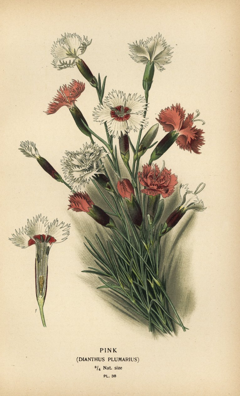 Pink, Dianthus plumarius. af Désiré Georges Jean Marie Bois