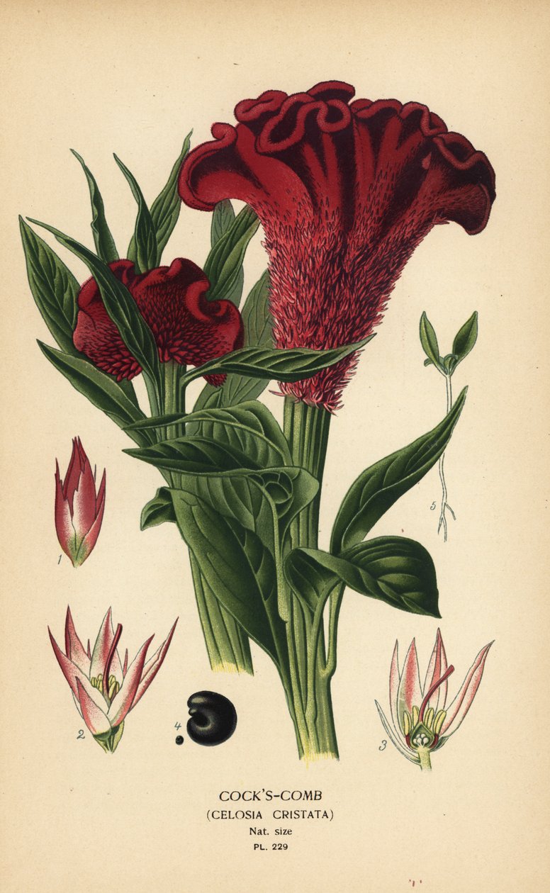 Plyeret hanekam eller sølvhanekam, Celosia argentea (Hanekam, Celosia cristata). Kromolitografi fra en illustration af Desire Bois fra Edward Step
