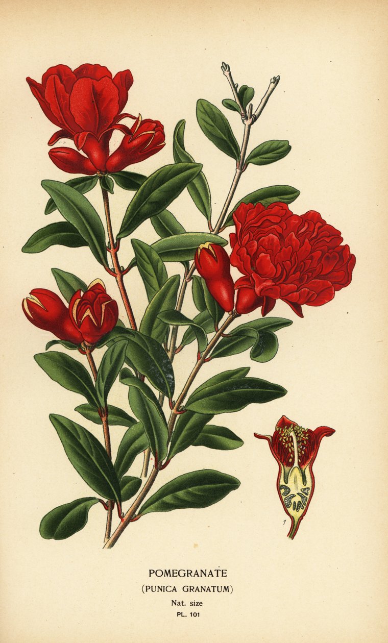 Granatæbler, Punica granatum. af Désiré Georges Jean Marie Bois