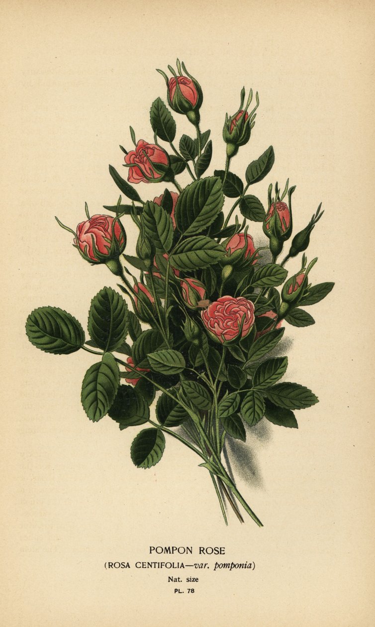 Pompon rose, Rosa centifolia var. pompony. af Désiré Georges Jean Marie Bois