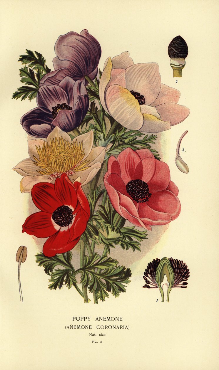 Valmueanemoner, Anemone coronaria. af Désiré Georges Jean Marie Bois