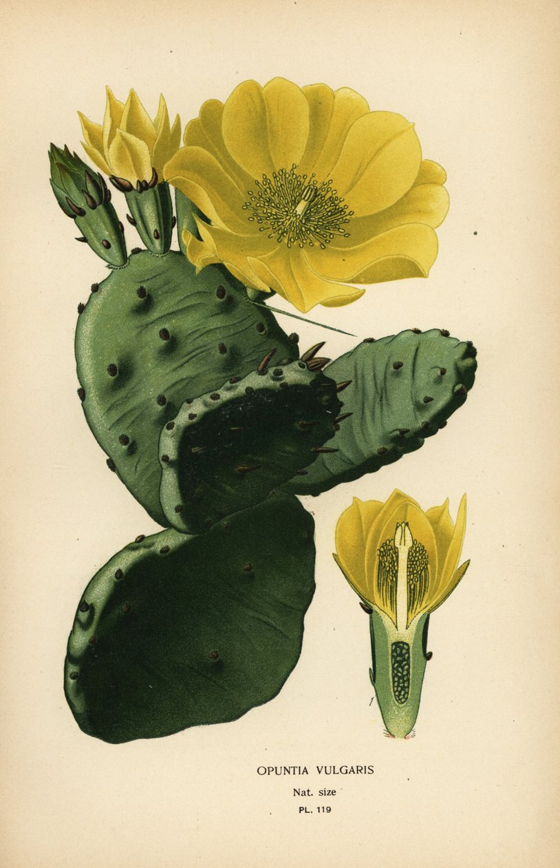 Kaktus eller indisk figen opuntia, Opuntia ficus-indica af Désiré Georges Jean Marie Bois