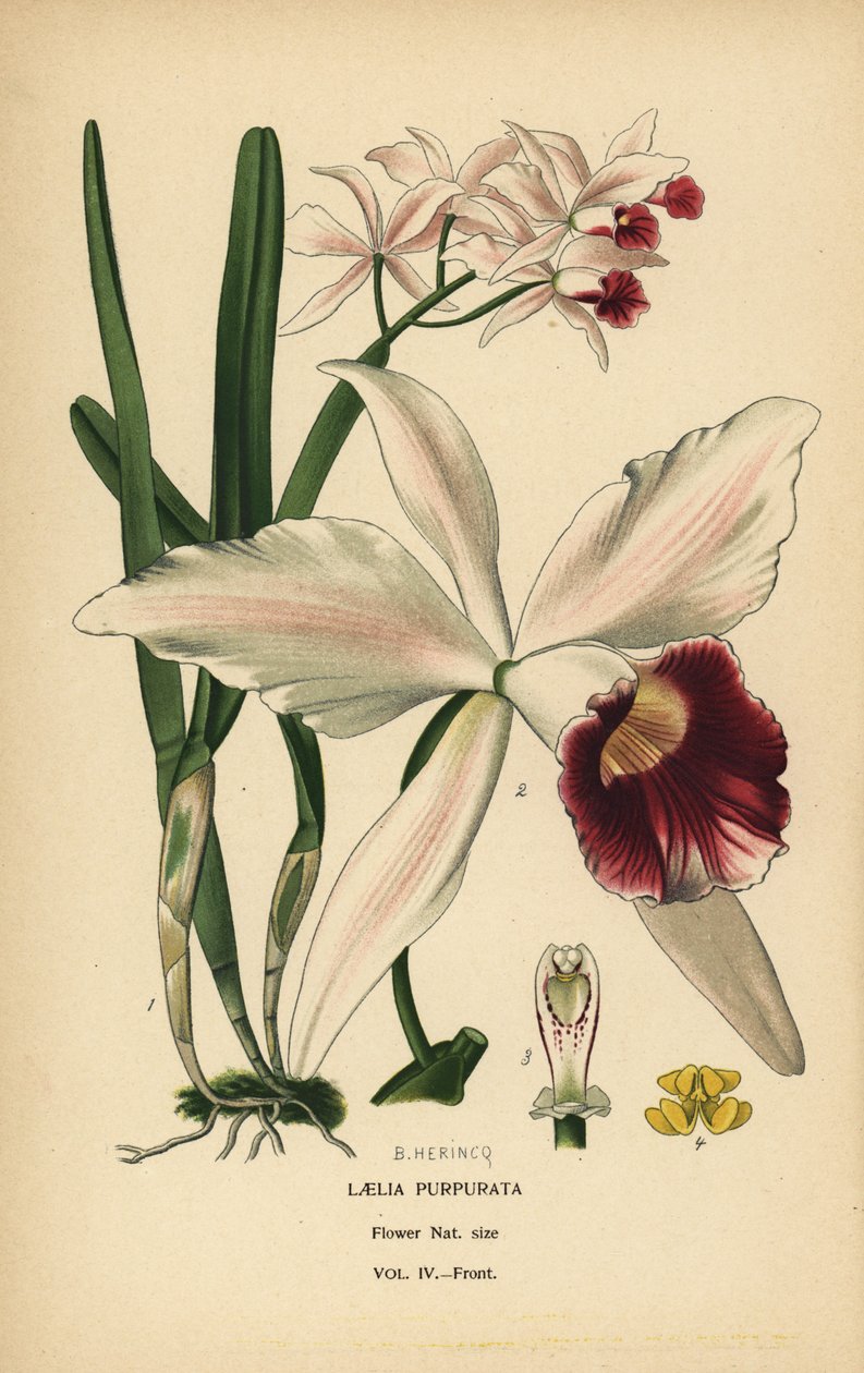 Lilla-farvet laelia-orkidé, Cattleya purpurata (Laelia purpurata). Kromolitografi fra en illustration af B. Herincq fra Edward Step