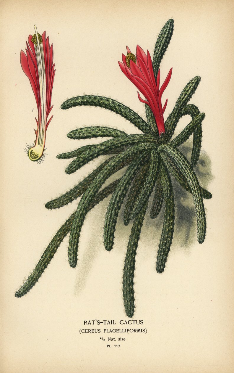 Rottehalekaktus, Disocactus flagelliformis. af Désiré Georges Jean Marie Bois